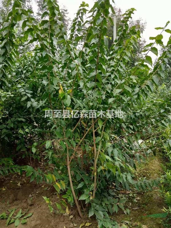 陕西西安腊梅绿化苗产地大量直销  周至腊梅销售基地