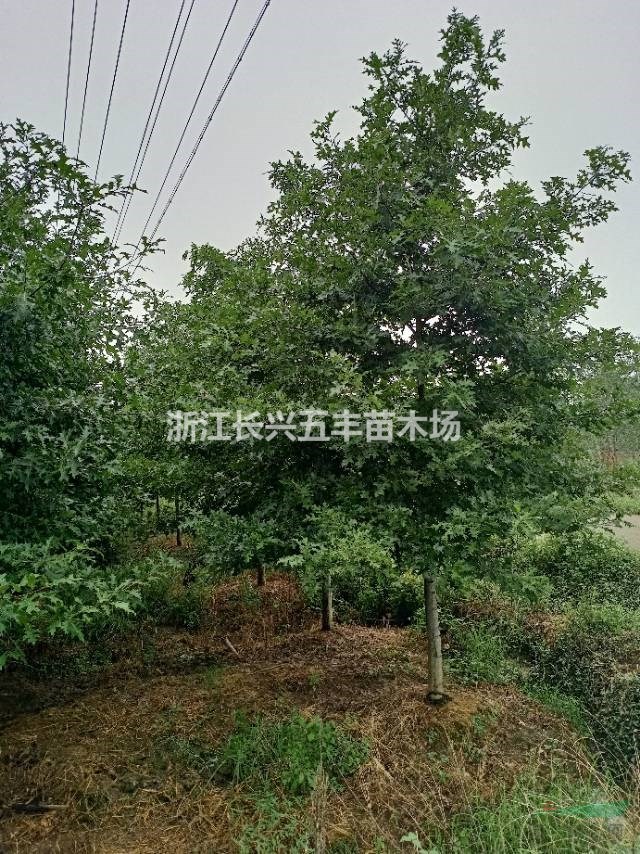 娜塔莉