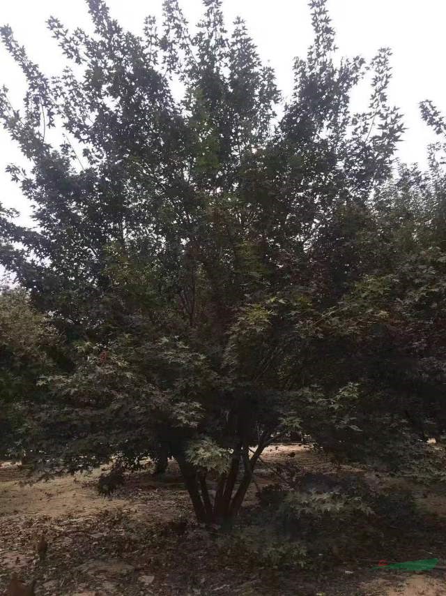叢生五角楓