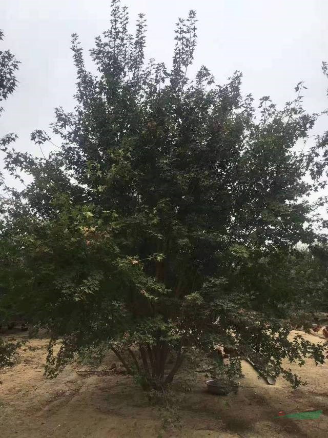 叢生五角楓