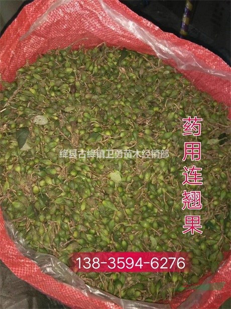 连翘苗用途//荒山造林 +园林绿化+结果药用连翘苗