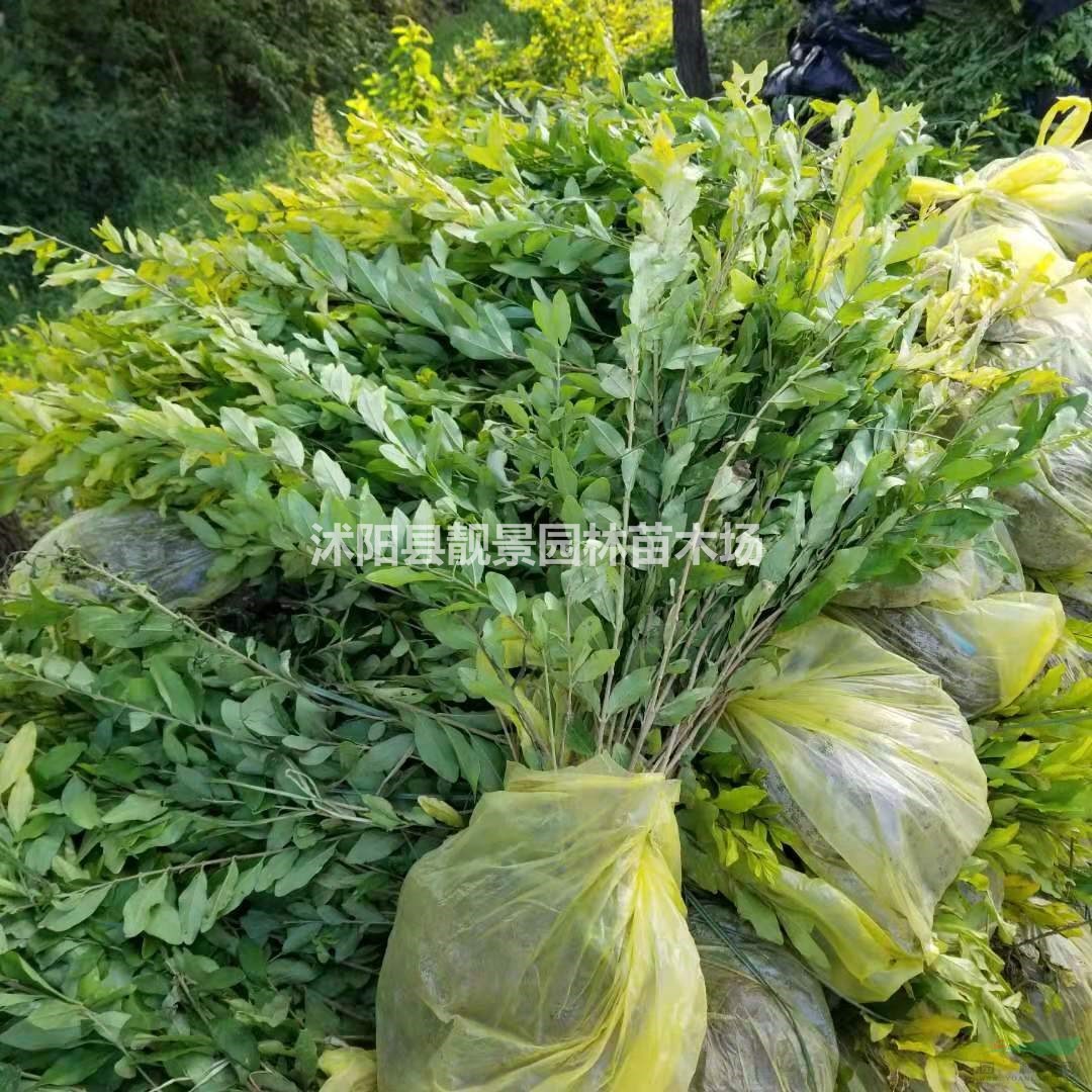 金叶水腊供应 金叶水腊一棵多少钱