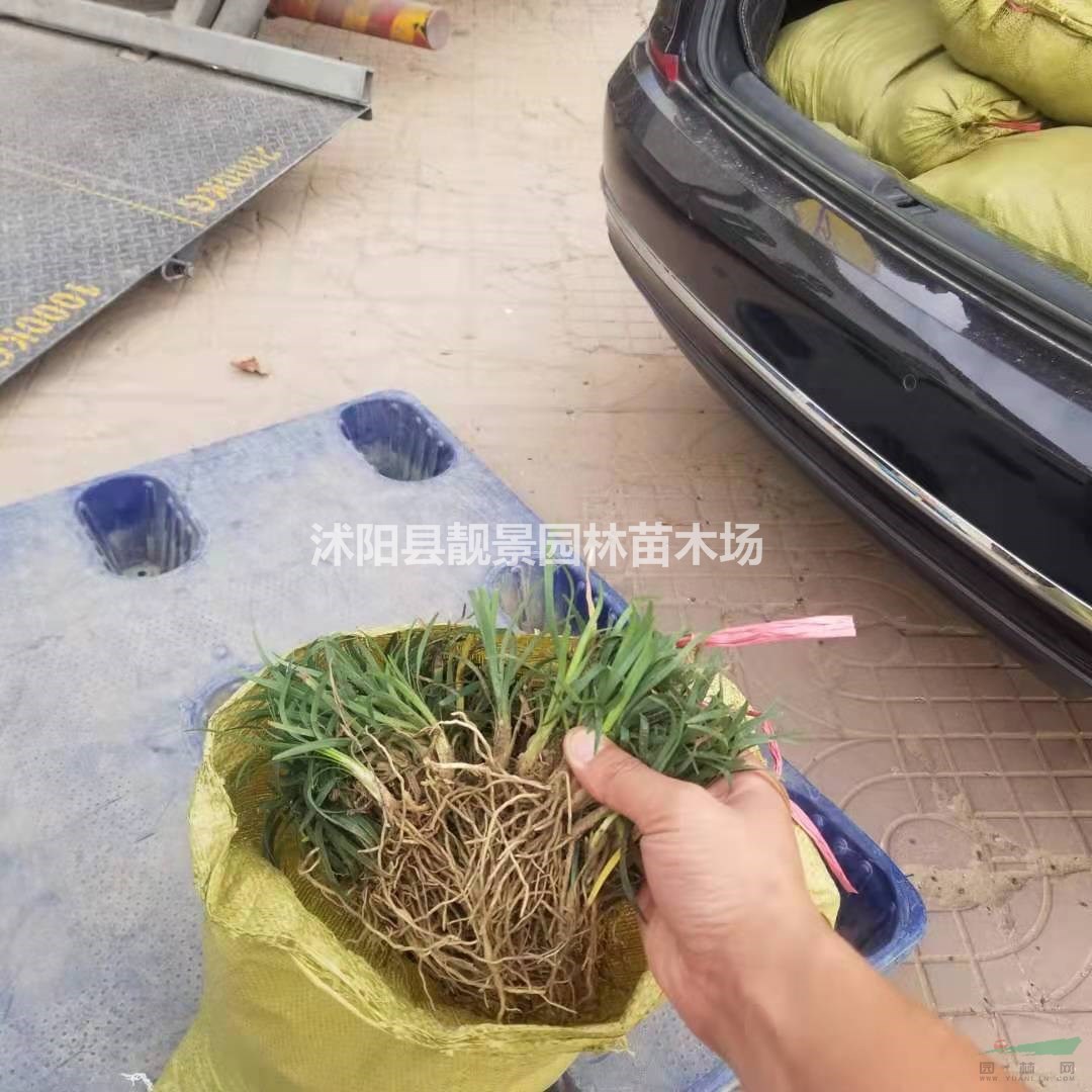 日本矮麦冬草供应 日本矮麦冬草一斤多少钱