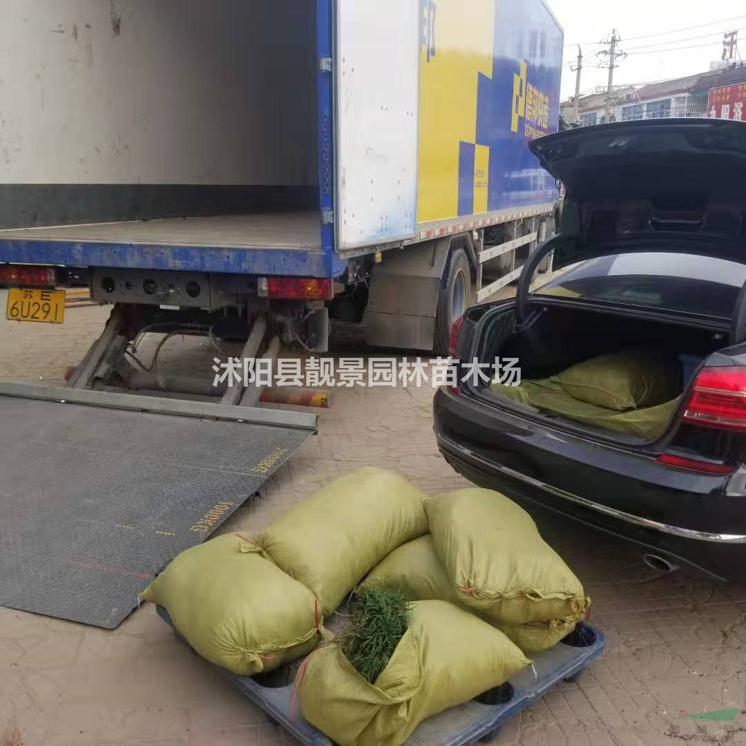 日本矮麦冬草供应 日本矮麦冬草一斤多少钱