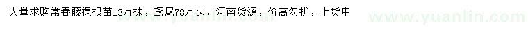 求購(gòu)常春藤、鳶尾