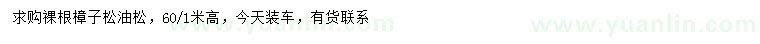 求購高0.6-1米樟子松、油松