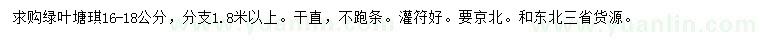 求購16-18公分綠葉糖槭