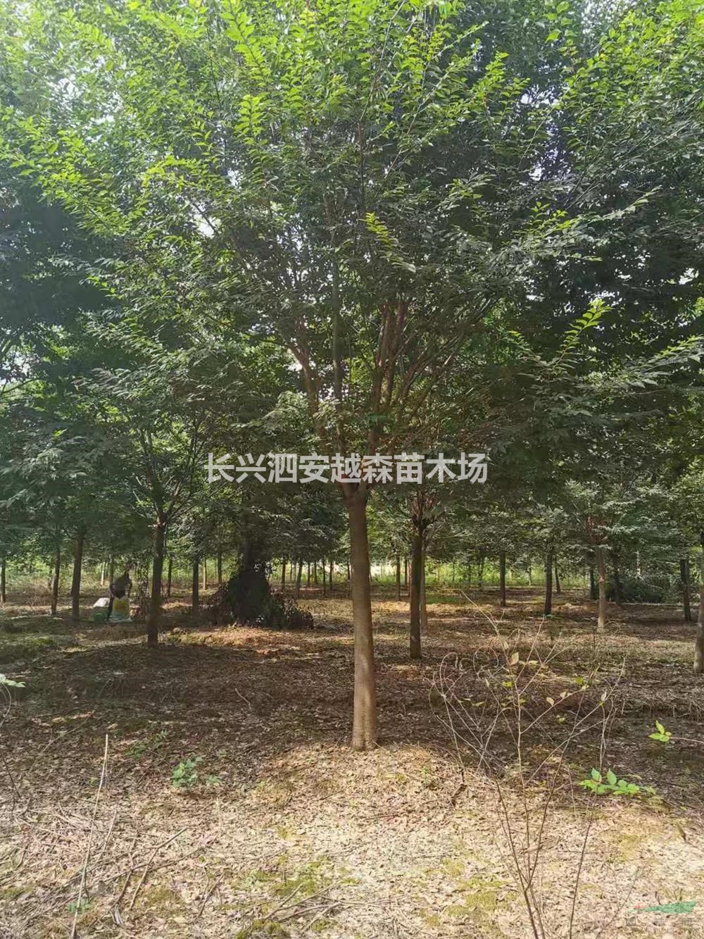浙江12-18公分榉树 浙江榉树价格 湖州榉树介绍/特征/用途