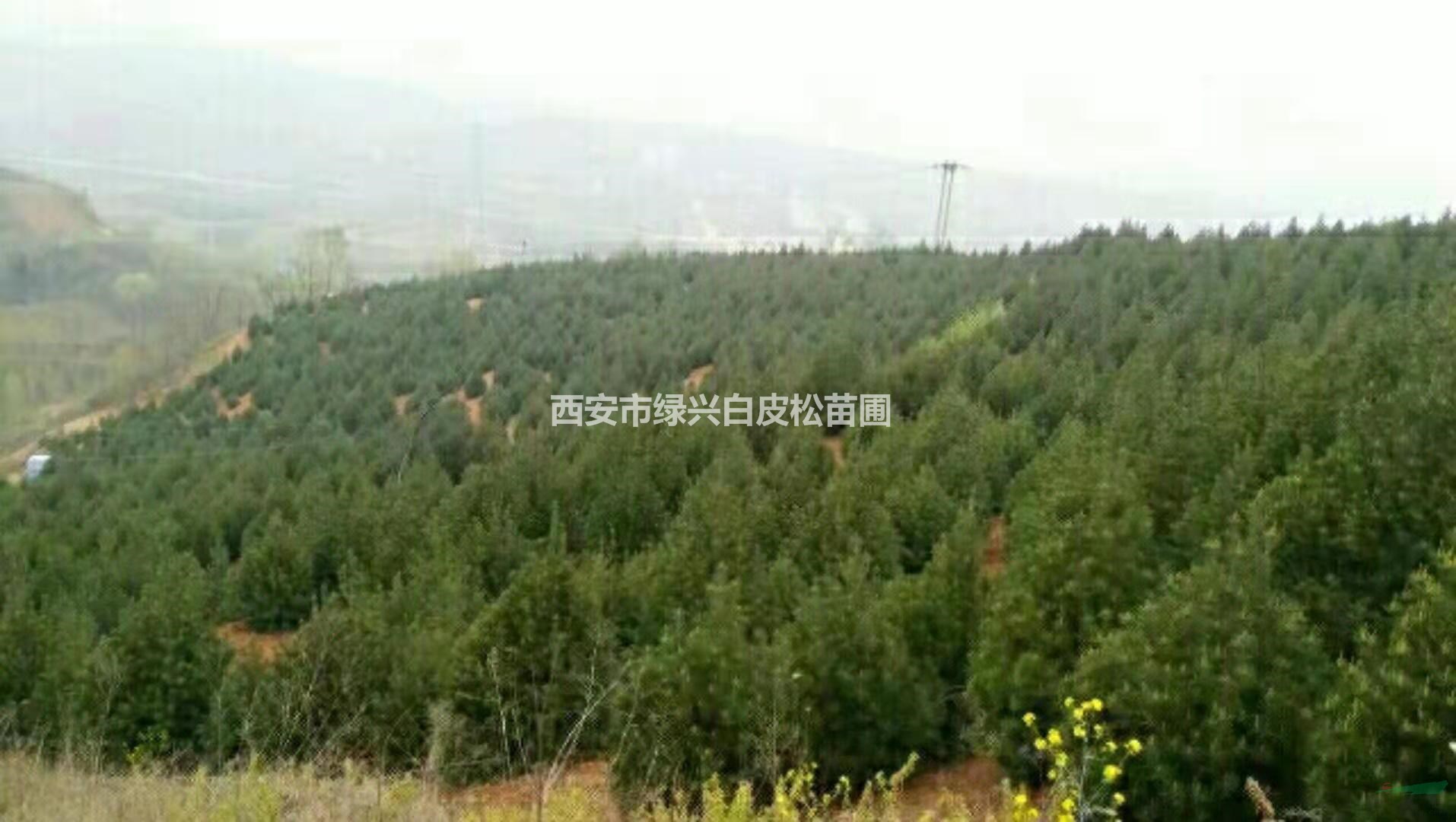 陜西大量白皮松出售批發(fā)/供應(yīng)