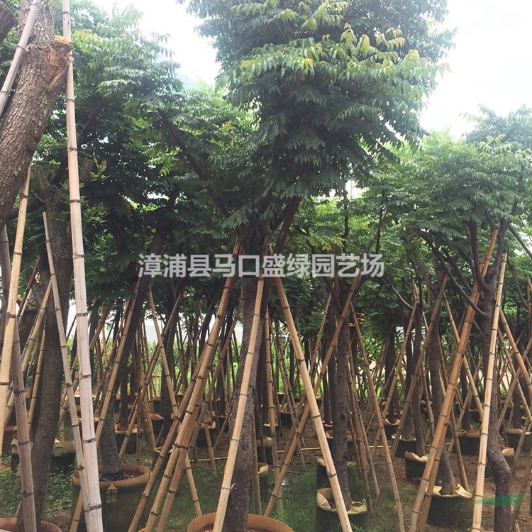 苗圃批發(fā)精品臺灣欒樹米徑8公分移栽臺灣欒樹袋苗