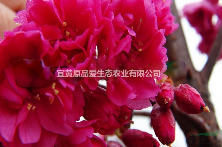 优质台湾牡丹樱花、进口樱花小苗批发、