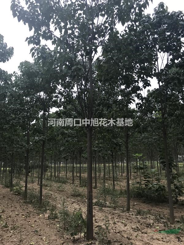   6公分楸樹裸根栽植季  苗圃定植首選