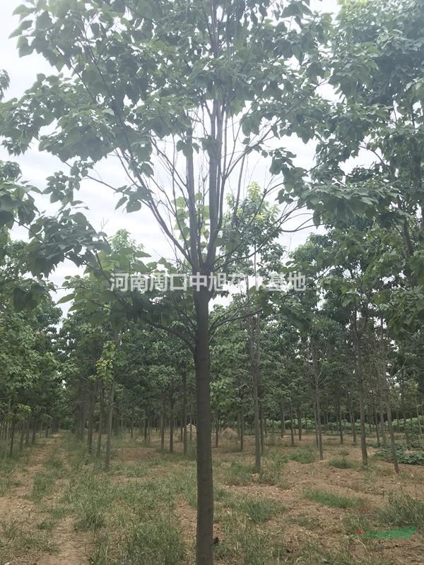 地租到期  7公分楸樹低價處理中