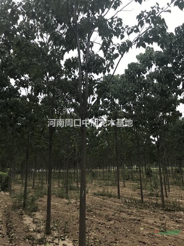 地租到期  7公分楸樹低價處理中
