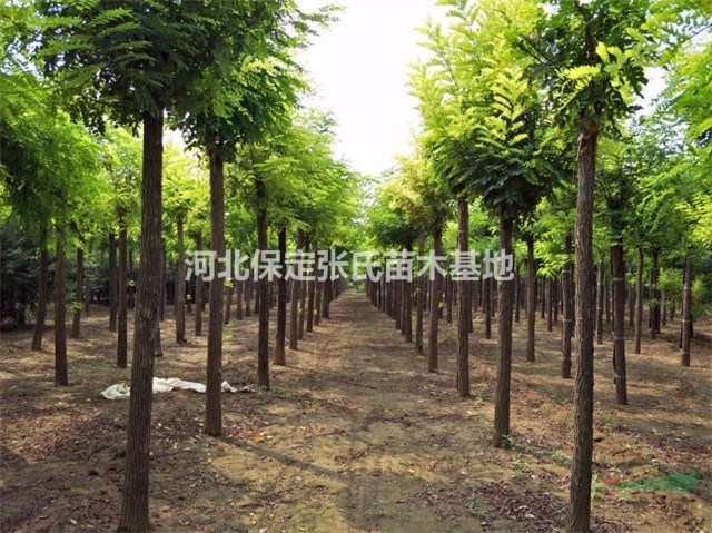8公分刺槐價格 10公分刺槐價格 河北刺槐