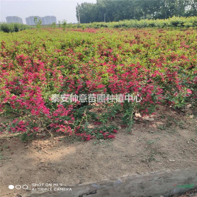 批发零售锦带苗木景区观赏绿化苗木