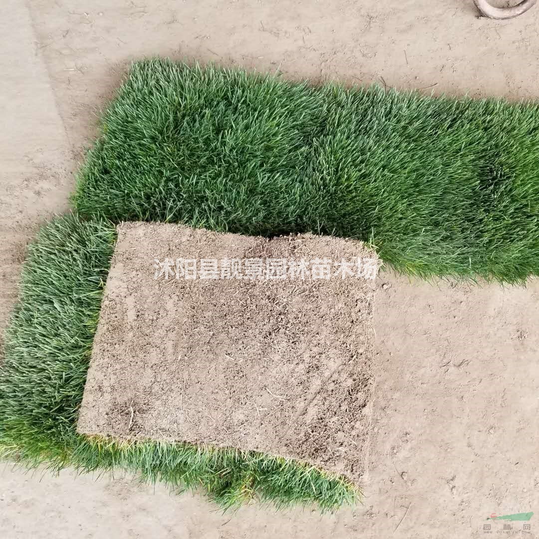 果岭草草坪供应 果岭草一平方多少钱