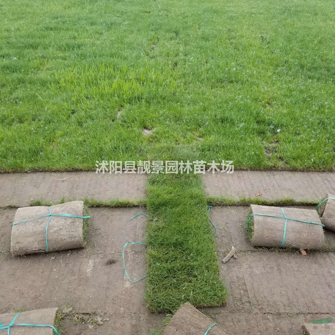 果岭草草坪供应 果岭草一平方多少钱