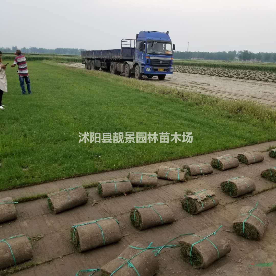 果岭草草坪供应 果岭草一平方多少钱