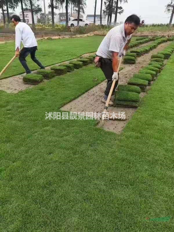 矮生百慕大草坪供应 百慕大草坪一平方多少钱