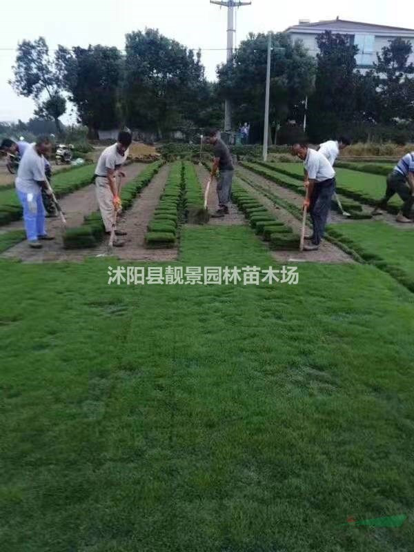 矮生百慕大草坪供应 百慕大草坪一平方多少钱