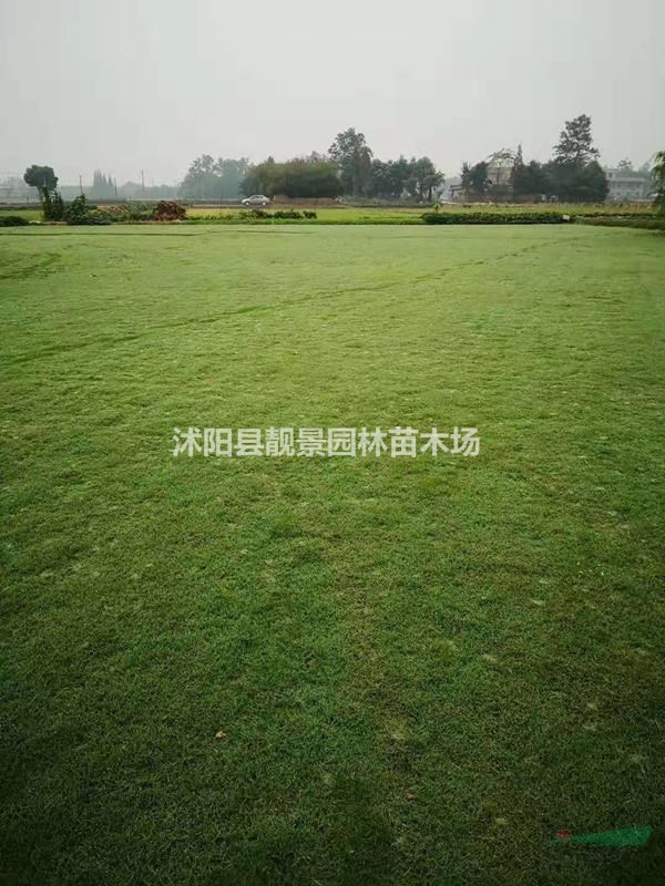 矮生百慕大草坪供应 百慕大草坪一平方多少钱