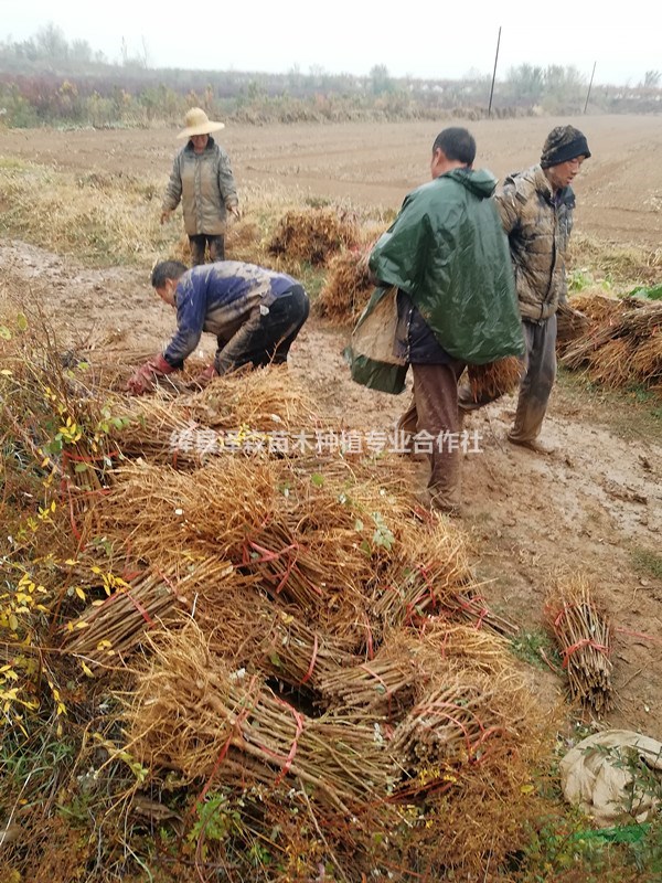 刺槐苗+刺槐小苗價(jià)格=山西大量刺槐樹苗種植基地