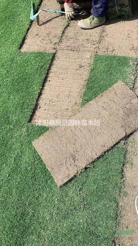 四季青草坪供应 四季青一平方多少钱