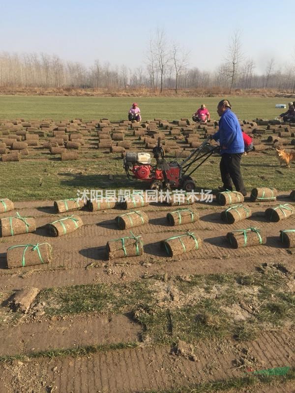 四季青草坪供应 四季青一平方多少钱