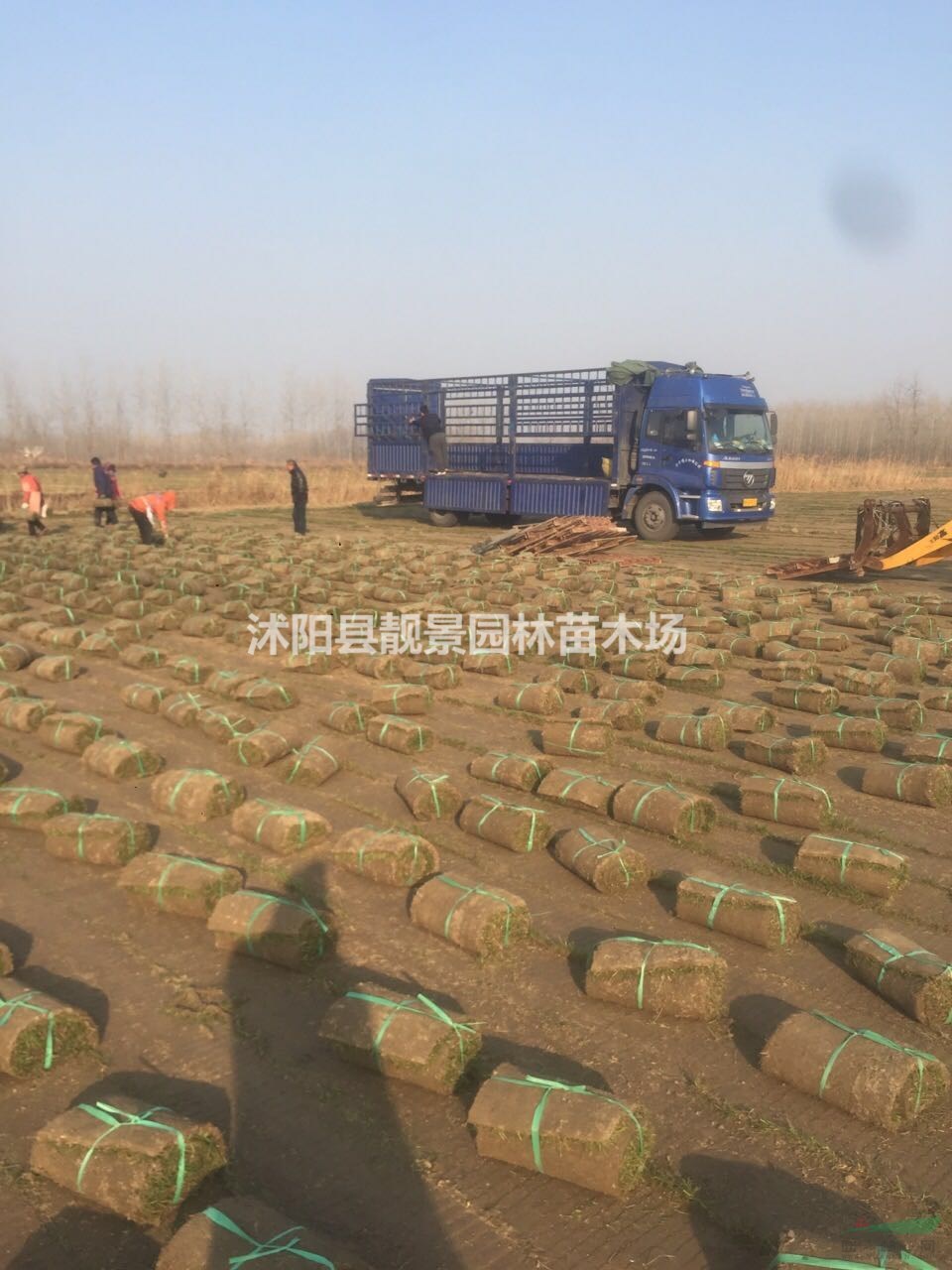 四季青草坪供应 四季青一平方多少钱