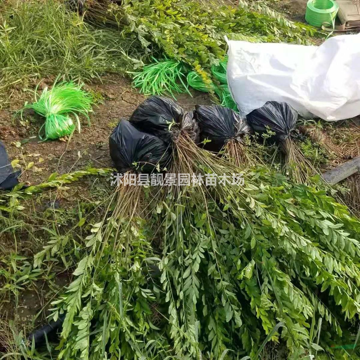 沭阳金叶水蜡供应