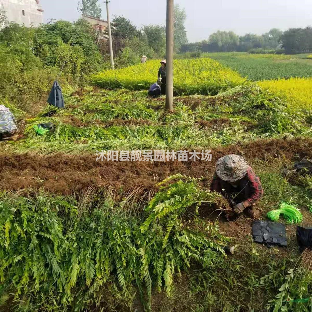 沭阳金叶水蜡供应