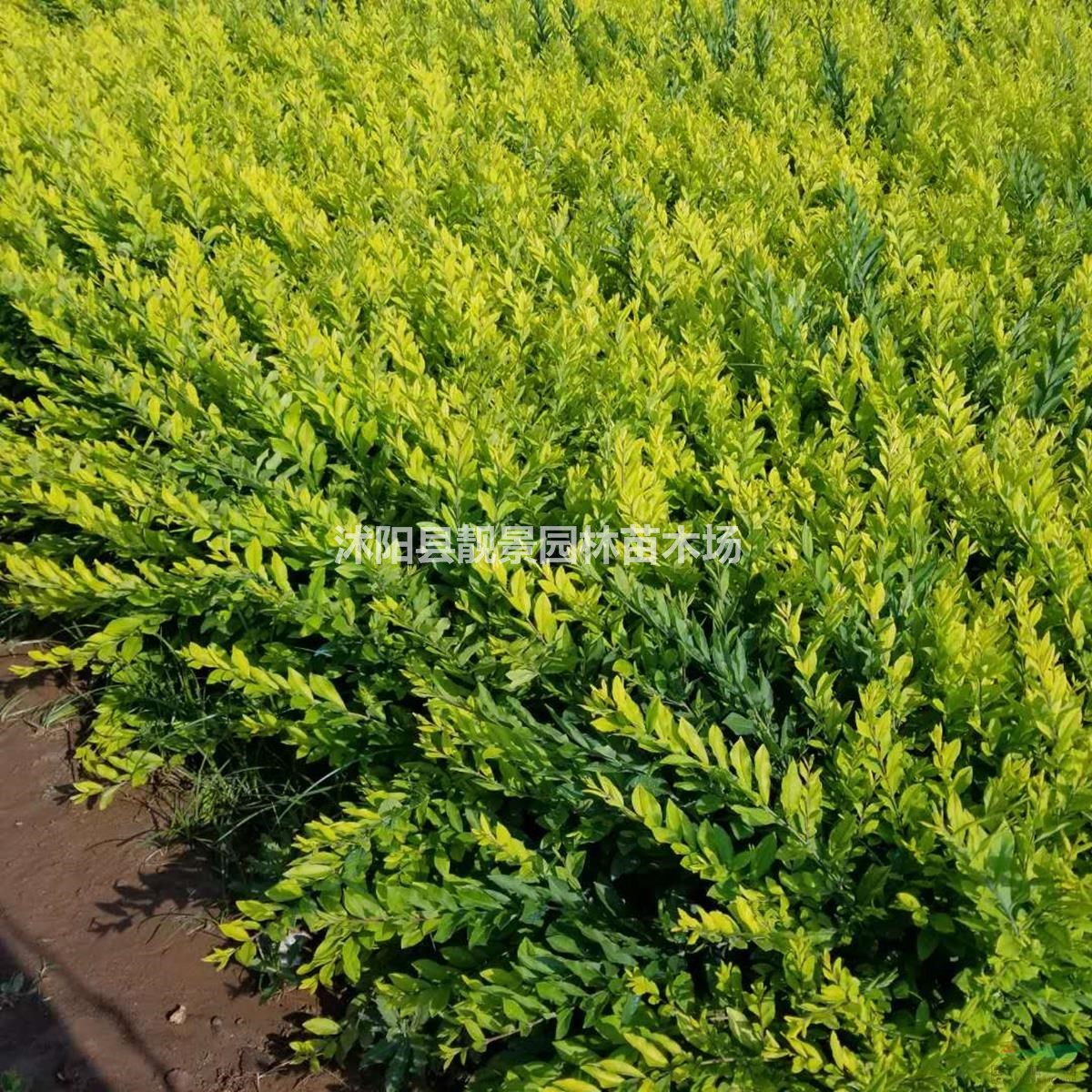 沭阳金叶水蜡供应