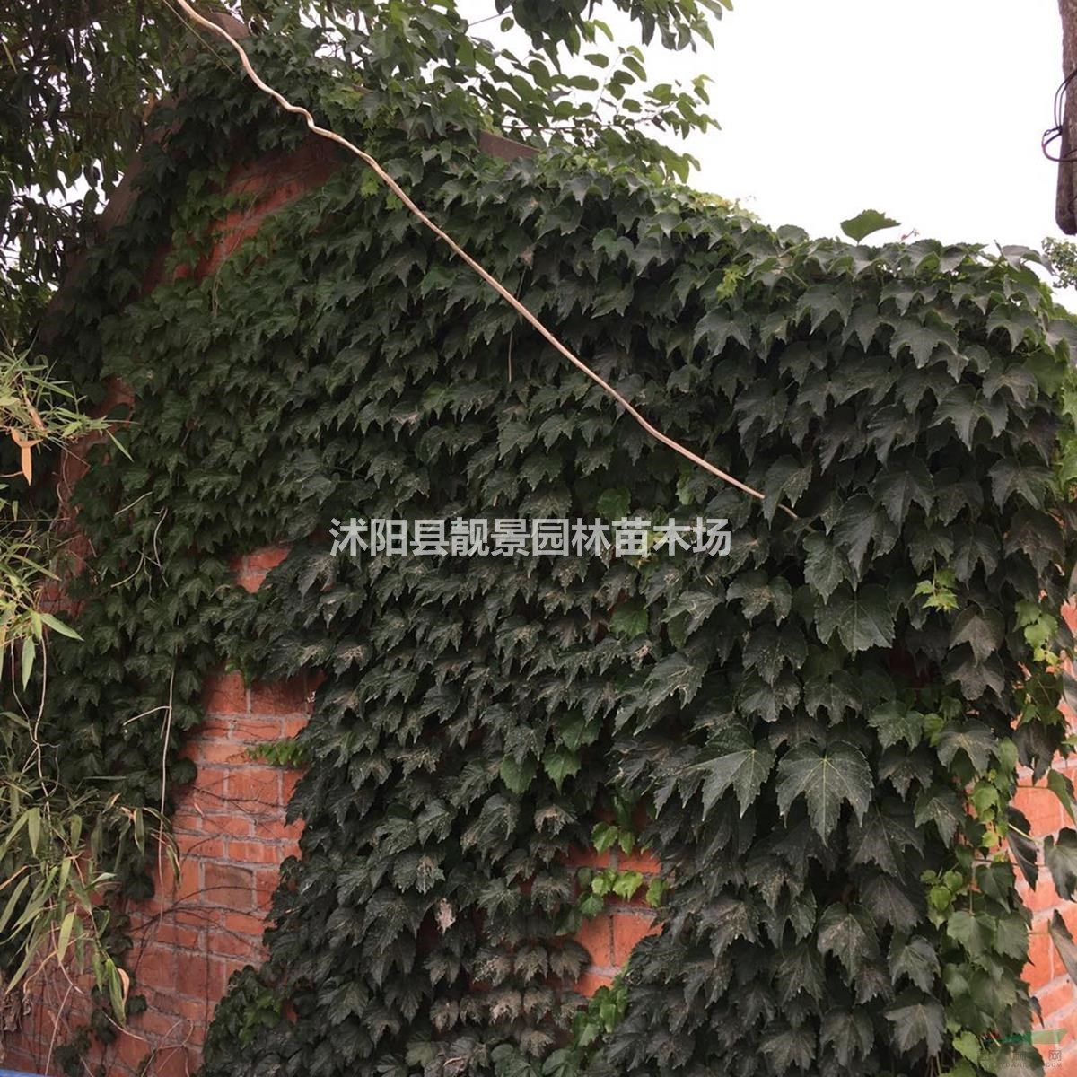 江苏地区爬山虎苗