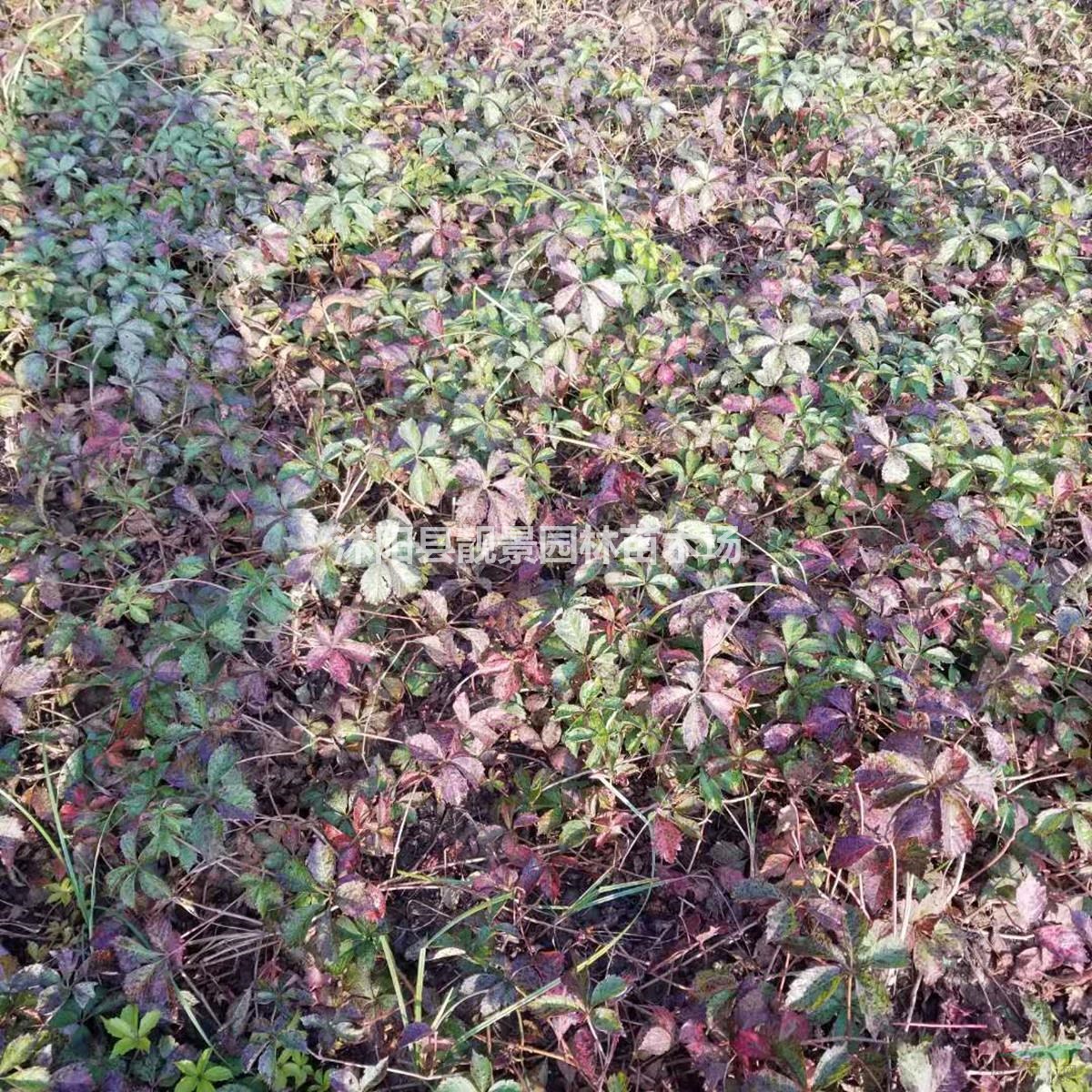 江苏地区爬山虎苗