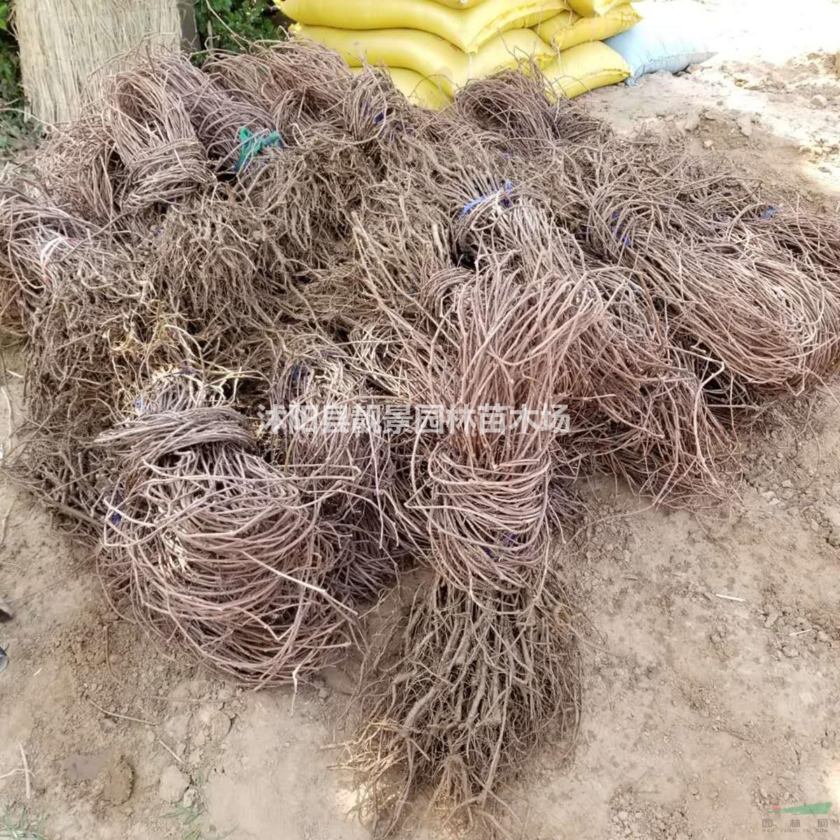 江苏地区爬山虎苗