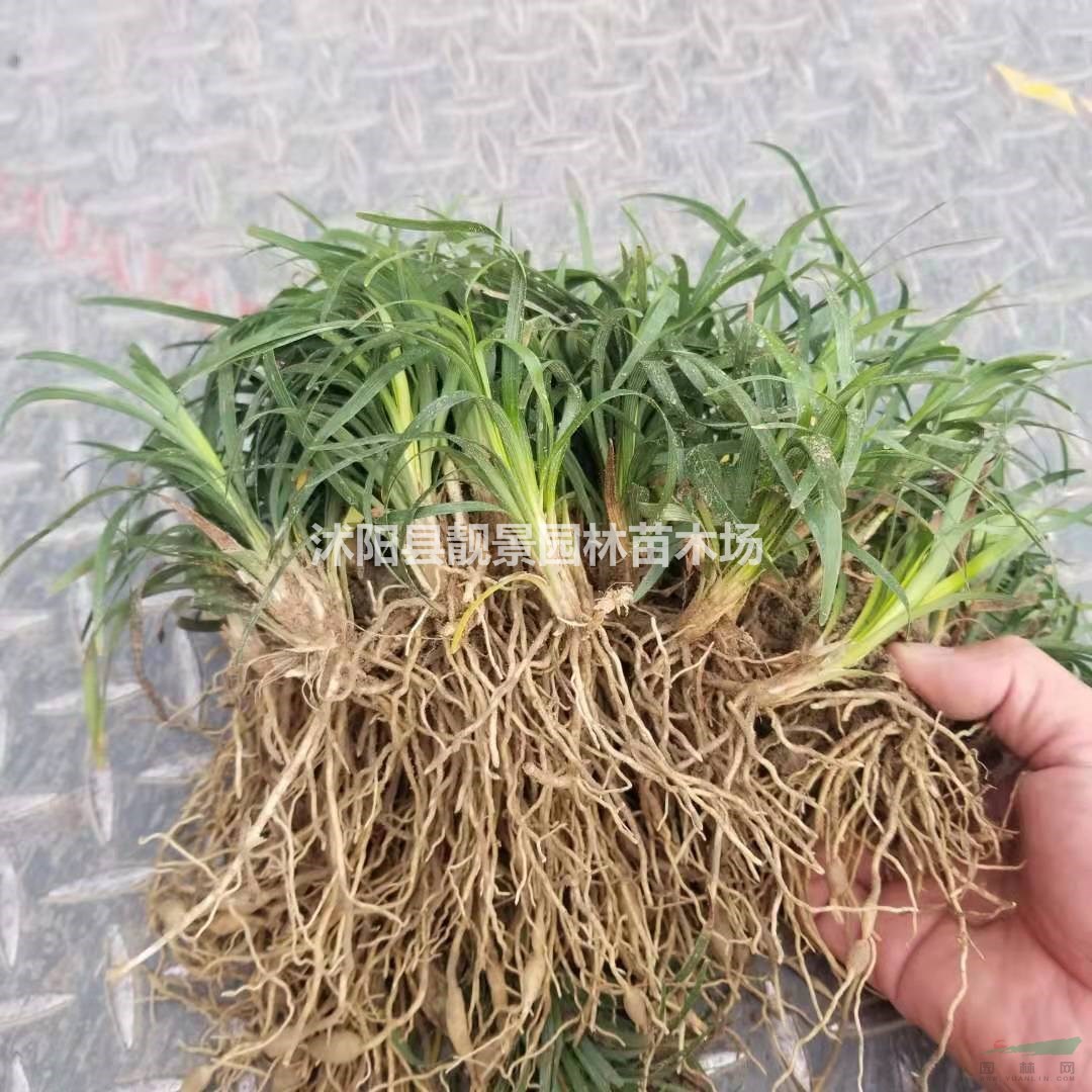 江苏日本矮麦冬草