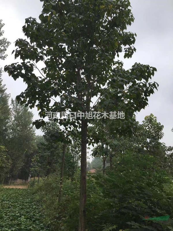 工程專(zhuān)業(yè)綠化用樹(shù)    22公分楸樹(shù)價(jià)格  熱銷(xiāo)中