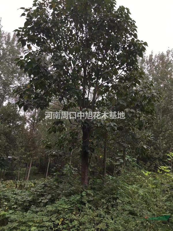 工程專(zhuān)業(yè)綠化用樹(shù)    22公分楸樹(shù)價(jià)格  熱銷(xiāo)中