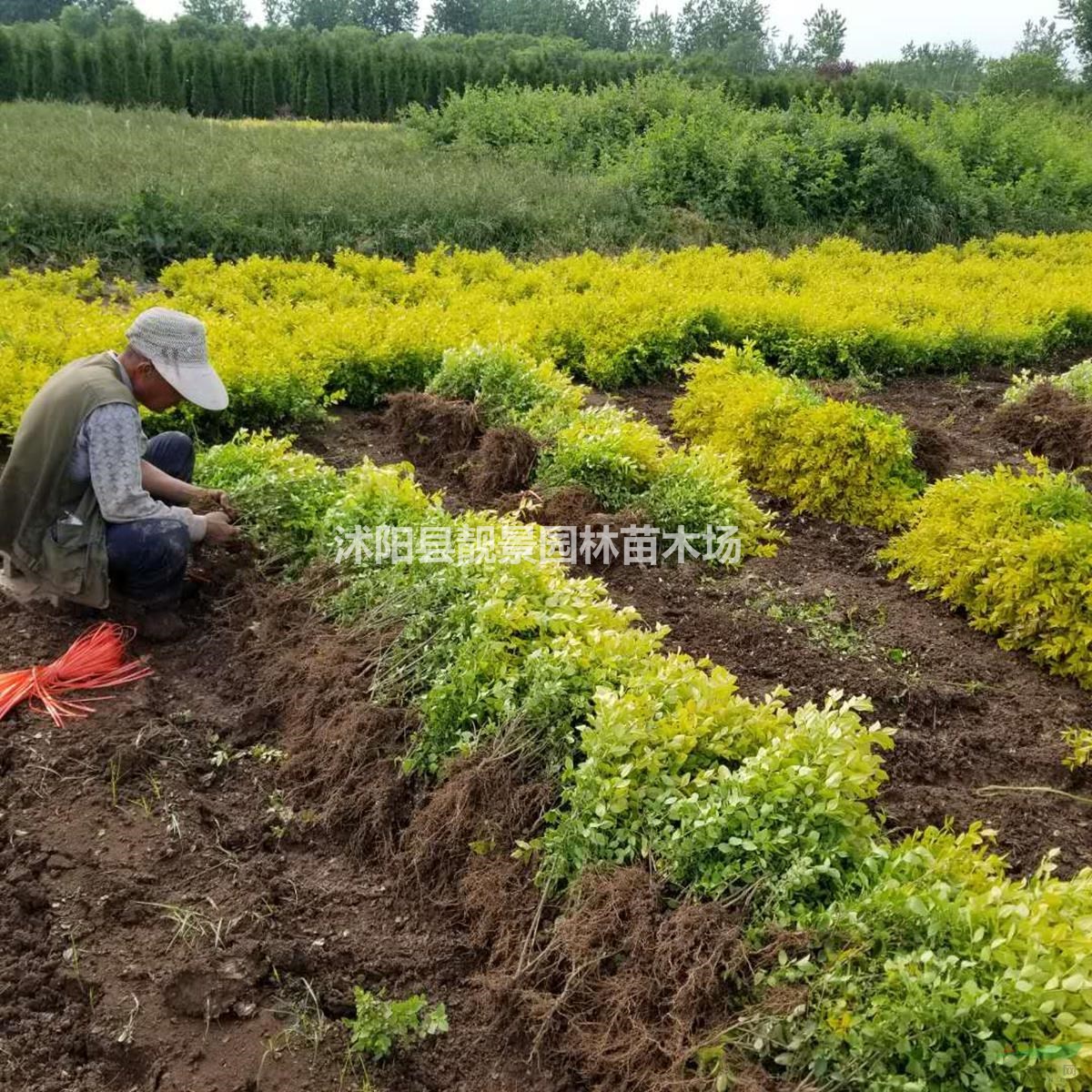 沭阳金叶女贞苗
