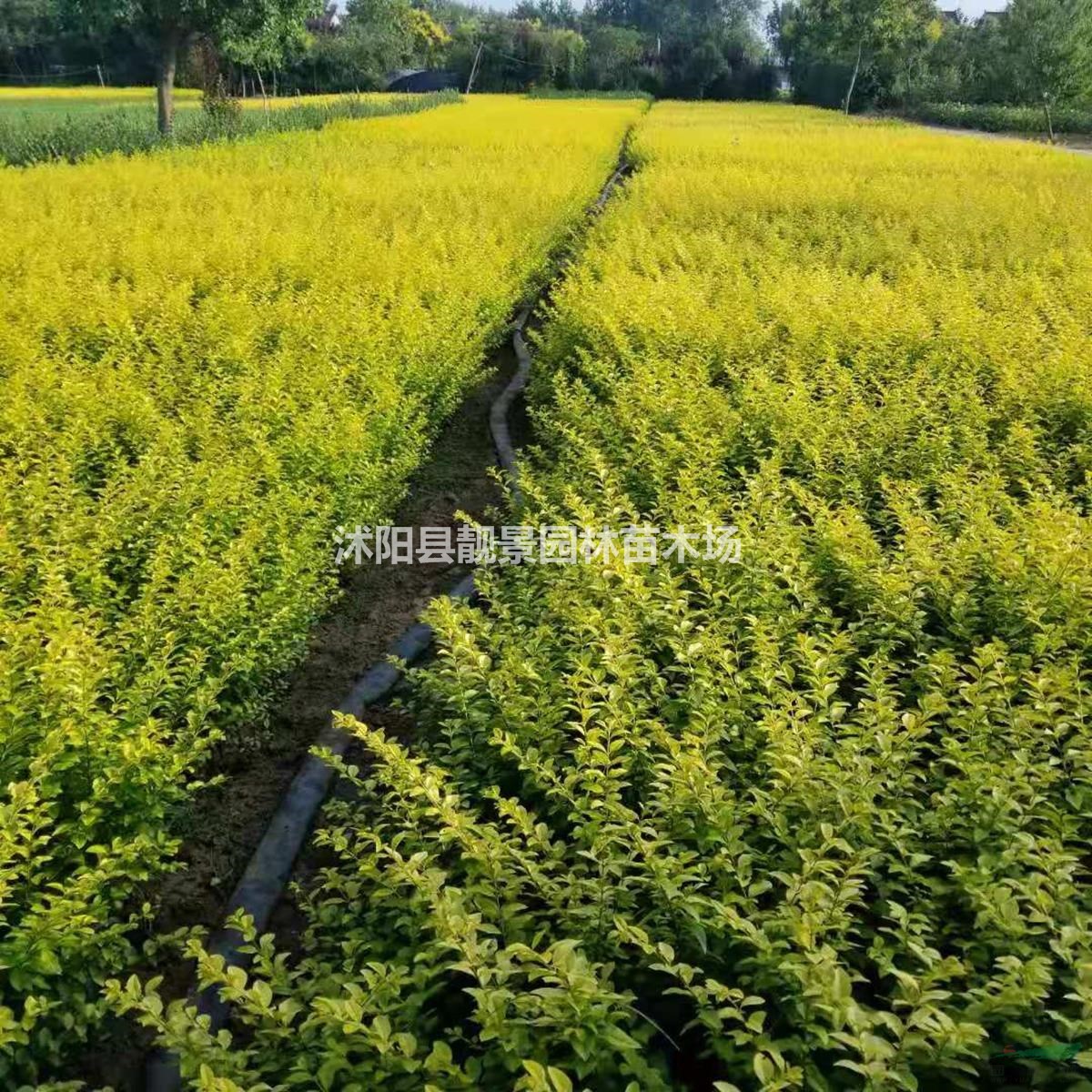 沭阳金叶女贞苗