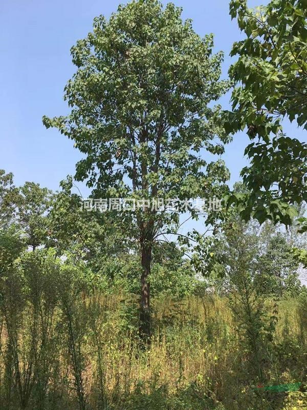 楸樹基地   26公分楸樹  綠水青山建設(shè)進行中