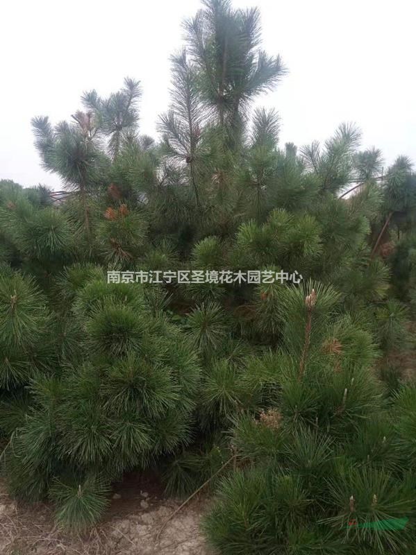 大小規(guī)格南京黑松  江蘇黑松基地 黑松農(nóng)戶直銷