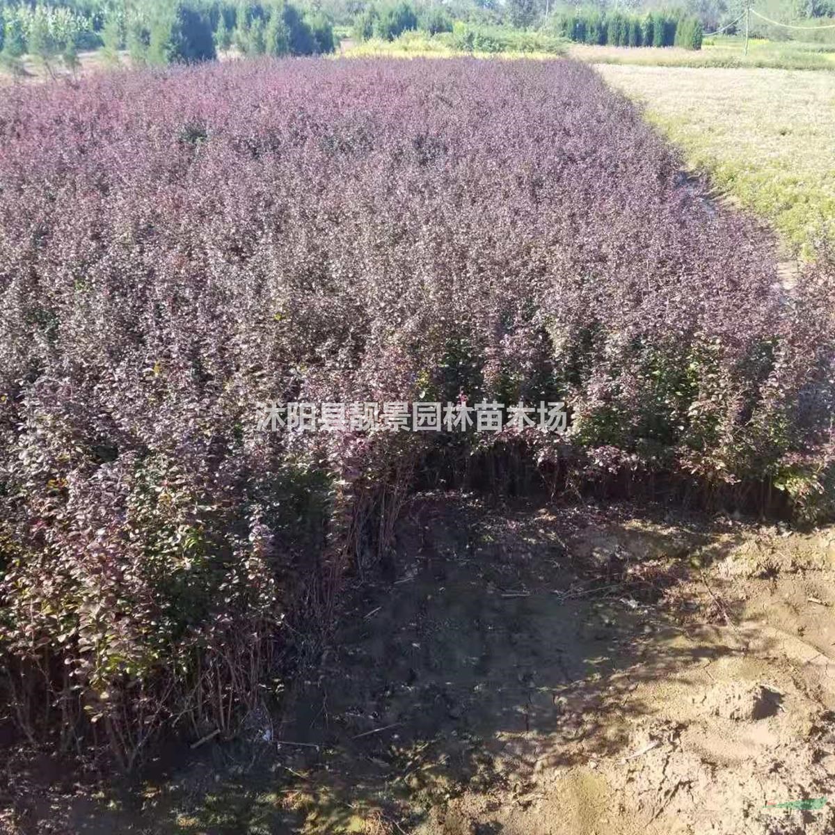 江苏紫叶小檗苗