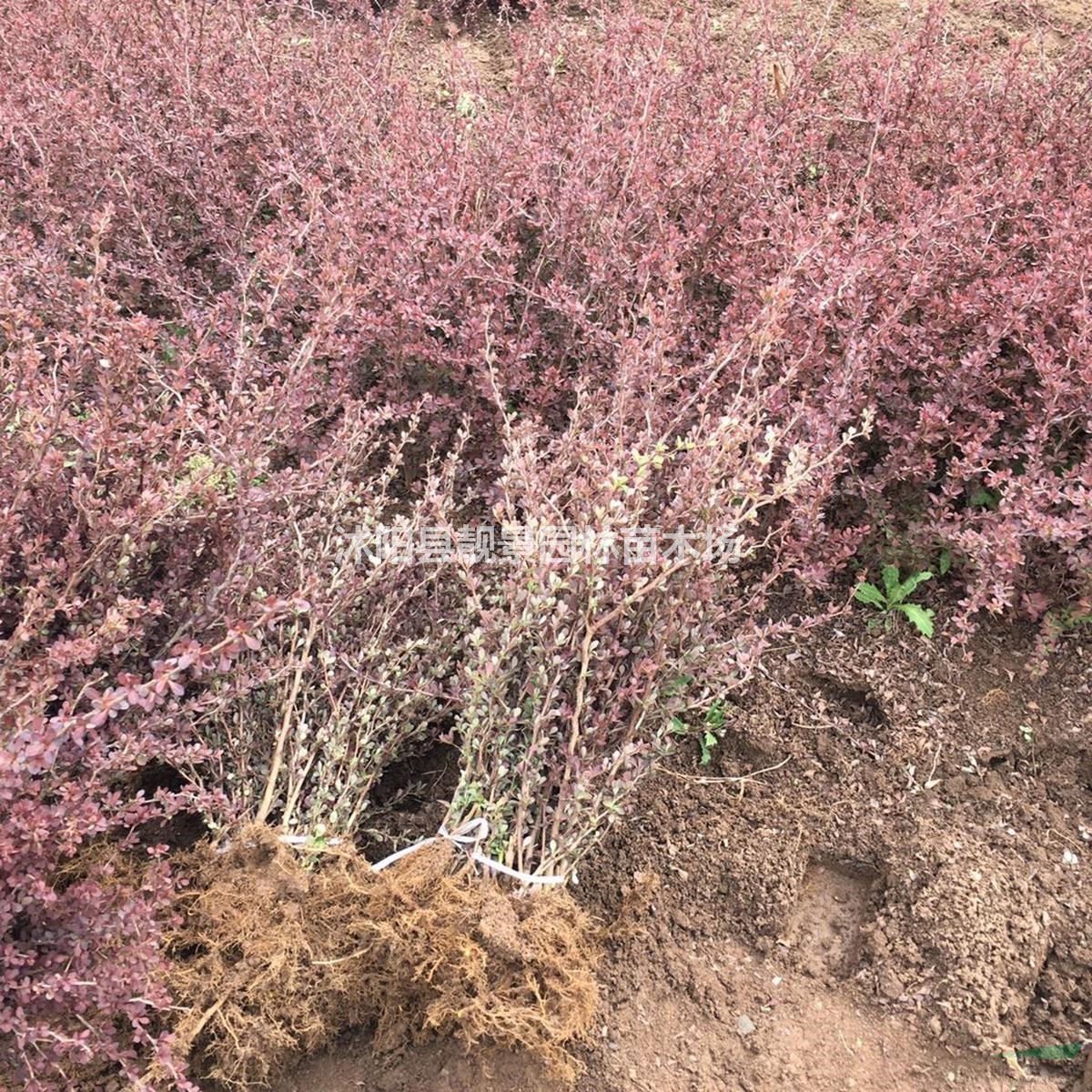 江苏紫叶小檗苗