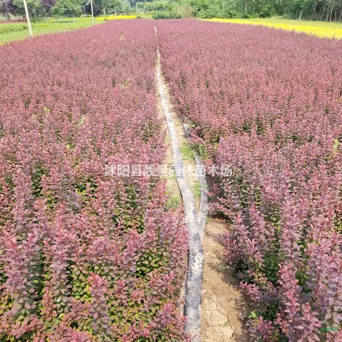 江苏紫叶小檗苗