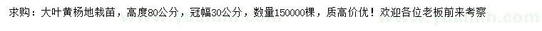 求購高80公分大葉黃楊