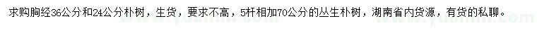 求購(gòu)胸徑36、24公分樸樹(shù)、70公分叢生樸樹(shù)