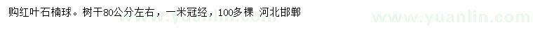 求購冠1米紅葉石楠球