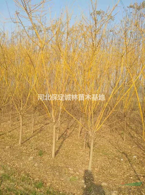 8公分金枝槐報(bào)價(jià)